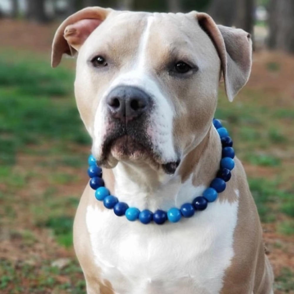 Blue Ombré Wooden Bead Dog Collar